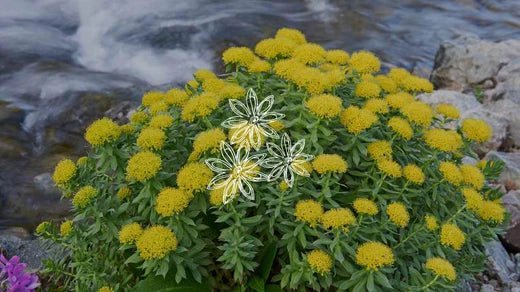 Rhodiola als adaptogeen kruid - Charlotte Labee