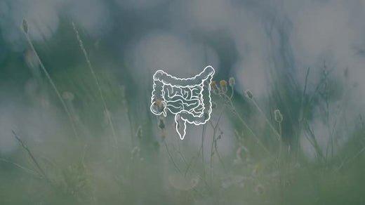 Waarom je darm microbioom cruciaal is voor jouw gezondheid - Charlotte Labee