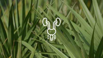 De voordelen van natuurlijke prostaat supplementen - Charlotte Labee